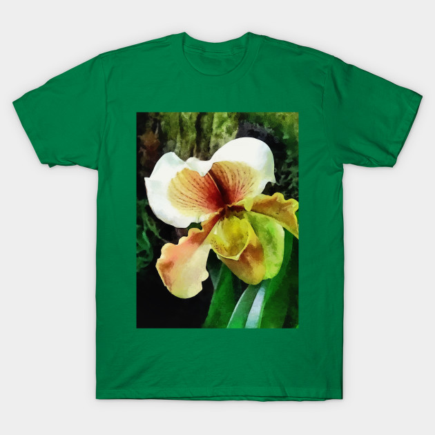 Paph Hellas Westonbirt Orchid